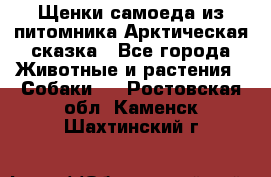 Щенки самоеда из питомника Арктическая сказка - Все города Животные и растения » Собаки   . Ростовская обл.,Каменск-Шахтинский г.